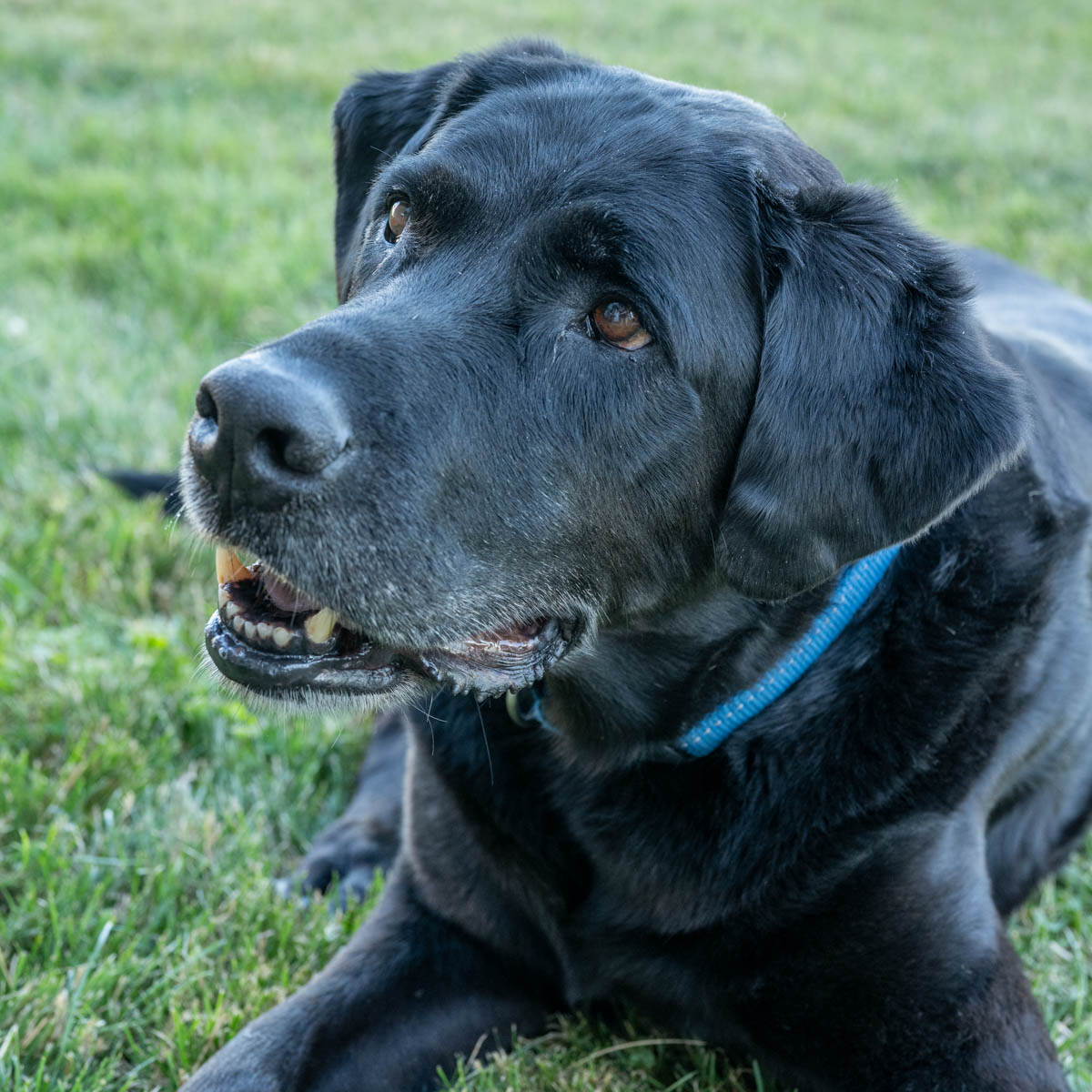 black lab dog with a blue collar.